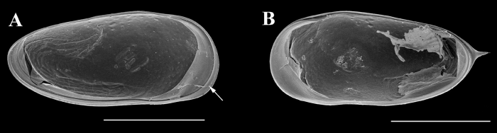 Holotype of Cypricercus alfredo Almeida, Ferreira, Higuti &amp; Martens, 2021 from original paper