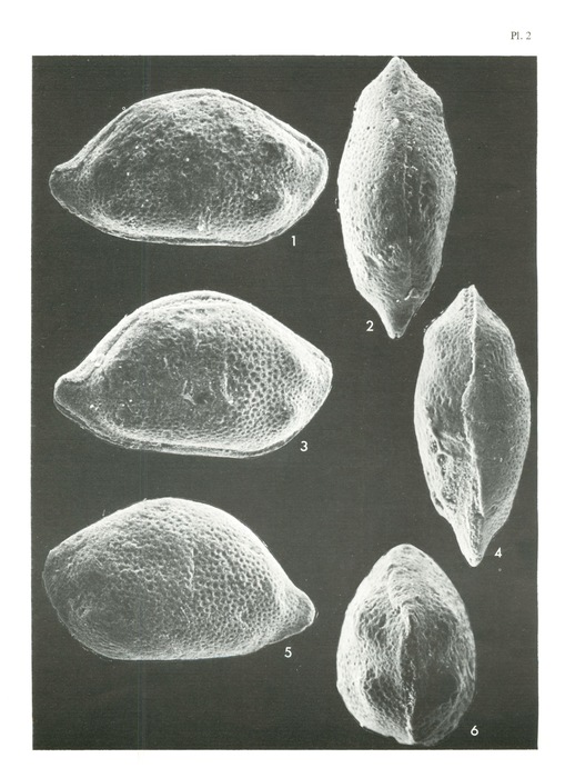 Triebelina keiji Colin &amp; Lauverjat, 1978 from the original description