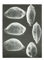 Triebelina keiji Colin & Lauverjat, 1978 from the original description