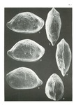 Triebelina keiji Colin & Lauverjat, 1978 from the original description