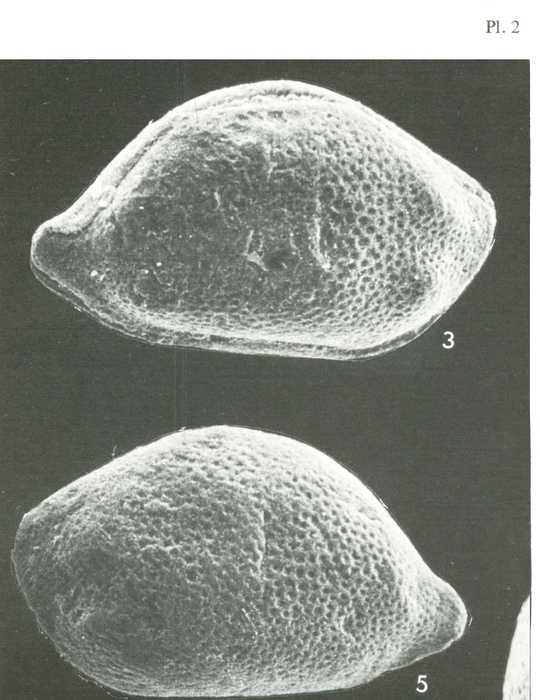 Triebelina keiji Colin &amp; Lauverjat, 1978 from the original description