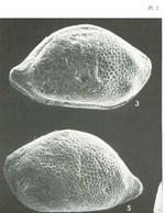 Triebelina keiji Colin & Lauverjat, 1978 from the original description