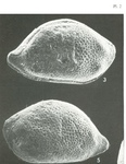 Triebelina keiji Colin & Lauverjat, 1978 from the original description