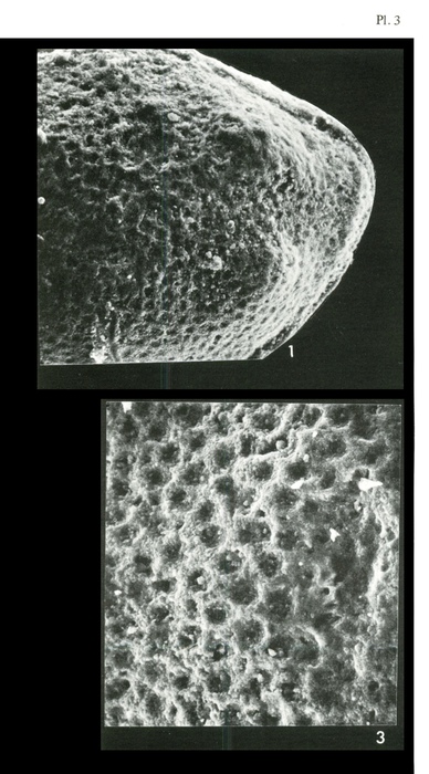 Triebelina keiji Colin &amp; Lauverjat, 1978 from the original description