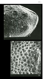 Triebelina keiji Colin & Lauverjat, 1978 from the original description