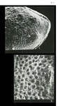 Triebelina keiji Colin & Lauverjat, 1978 from the original description
