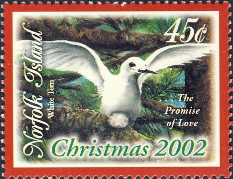 Gygis alba Gygis alba