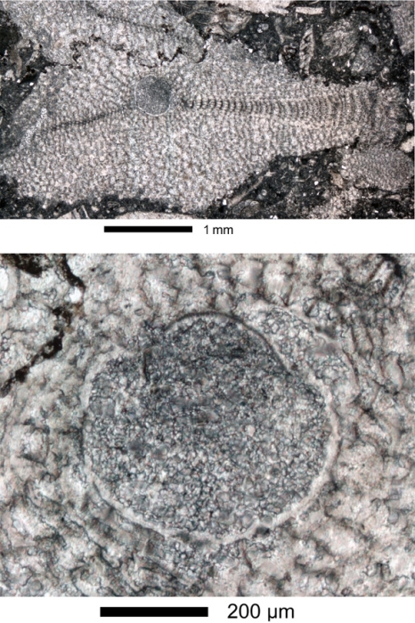 Virgasterocyclina ferrandezi subsp. lessi Ferràndez-Cañadell &amp; Baumgartner-Mora, 2023   