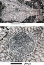 Virgasterocyclina ferrandezi subsp. lessi Ferràndez-Cañadell & Baumgartner-Mora, 2023   