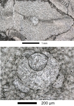 Virgasterocyclina ferrandezi subsp. lessi Ferràndez-Cañadell & Baumgartner-Mora, 2023   