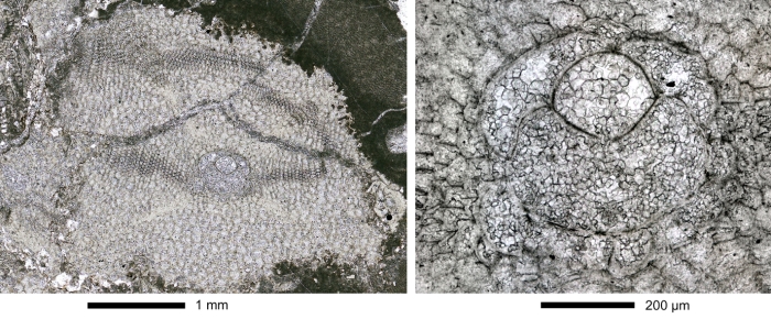 Virgasterocyclina ferrandezi subsp. lessi Ferràndez-Cañadell &amp; Baumgartner-Mora, 2023   