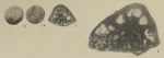 Lockhartia conica Smout, 1954