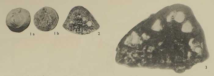 Lockhartia conica Smout, 1954