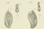 Spiroloculina grata Terquem, 1878