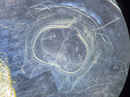 Siphonophorae - Vogtia glabra