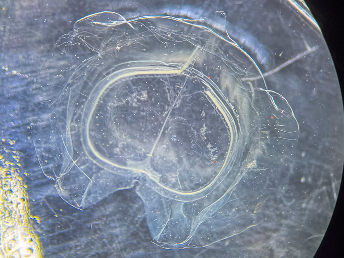 Siphonophorae - Vogtia glabra