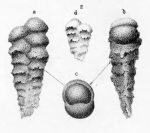Textularia soldanii Fornasini, 1883