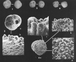 Asterigerinata adriatica Haake, 1977