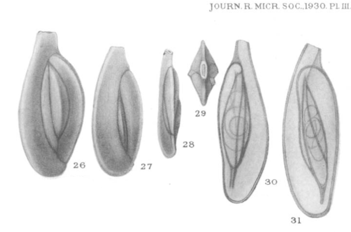 Adelosina cliarensis (Heron-Allen &amp; Earland, 1930)