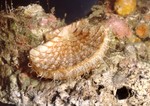 Pecten afribenedictus Kilburn and Dijkstra, 1995