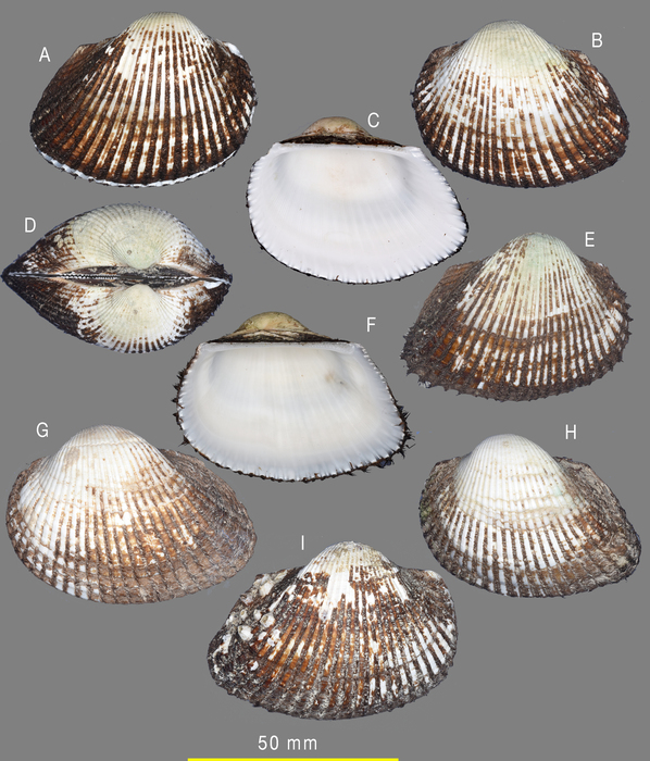 Anadara adiastola