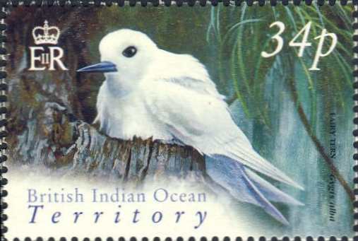 Gygis alba Gygis alba