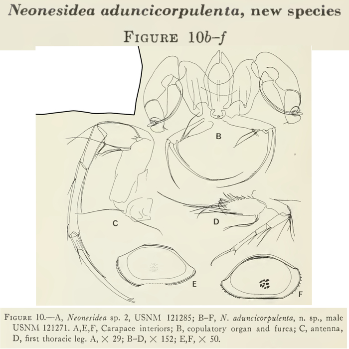 Neonesidea aduncicorpulenta Maddocks, 1969 from the original description