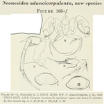 Neonesidea aduncicorpulenta Maddocks, 1969 from the original description