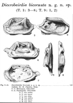 Dicerobairdia bicornuta Kollmann, 1963 from the original description