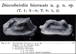Dicerobairdia bicornuta Kollmann, 1963 from the original description