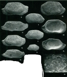 Triebelina amicitiae Key, 1974 from the original description