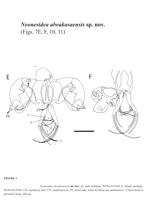 Neonesidea alwakasaensis Asaba, Asaba &amp; Tsukagoshi, 2024 from the original description