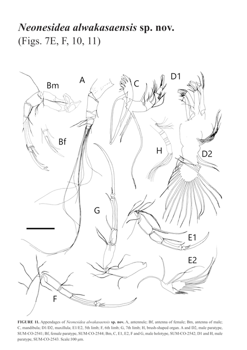 Neonesidea alwakasaensis Asaba, Asaba &amp; Tsukagoshi, 2024 from the original description
