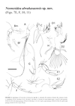 Neonesidea alwakasaensis Asaba, Asaba & Tsukagoshi, 2024 from the original description