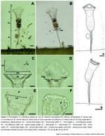 Collotheca laddae - Original description image