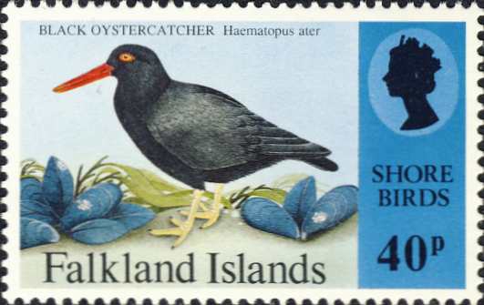Haematopus ater Haematopus ater