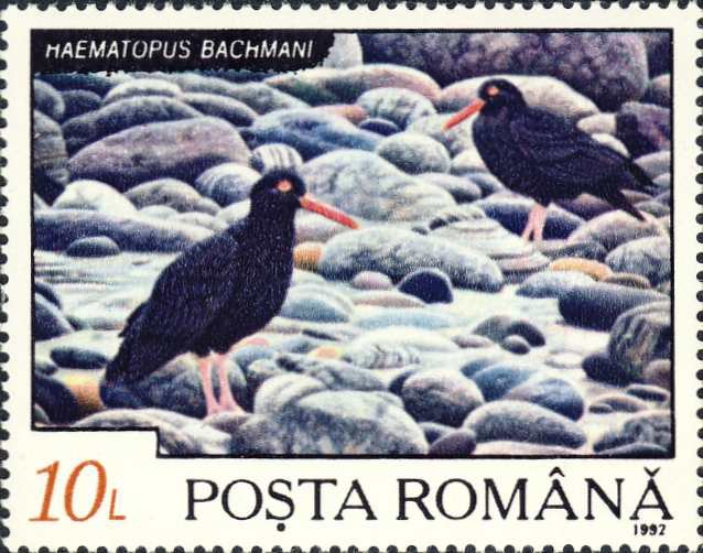 Haematopus bachmani Haematopus bachmani