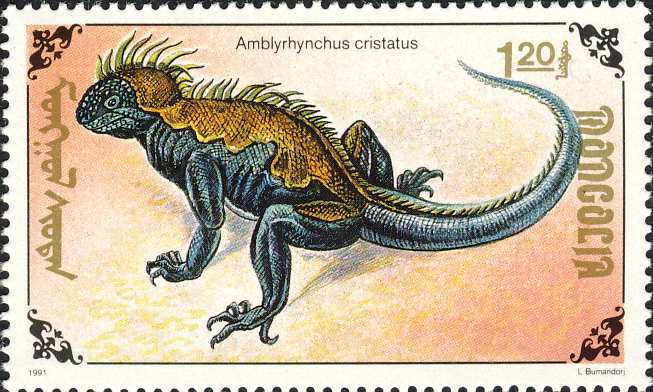 Amblyrhynchus cristatus Amblyrhynchus cristatus