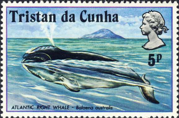 Balaena australis Balaena australis