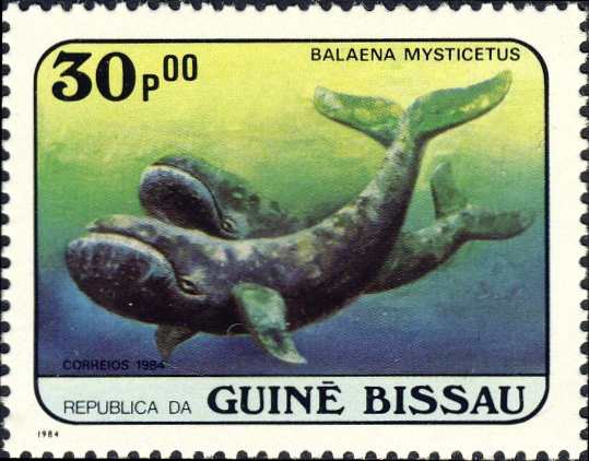 Balaena mysticetus Balaena mysticetus