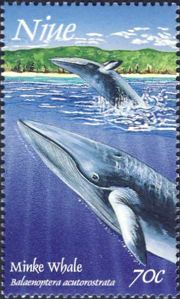 Balaenoptera acutorostrata Balaenoptera acutorostrata