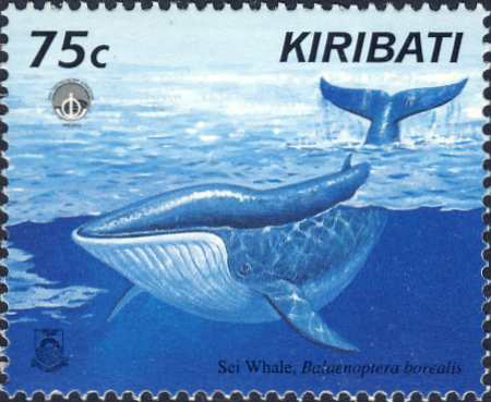 Balaenoptera borealis Balaenoptera borealis