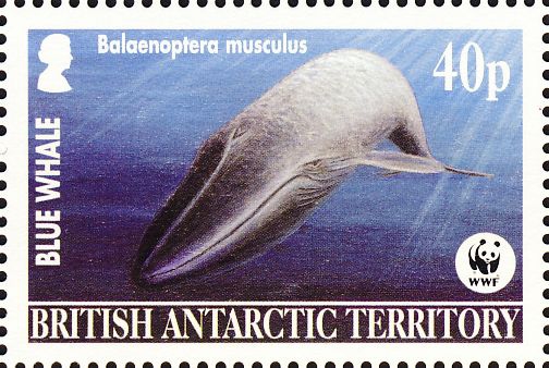 Balaenoptera musculus Balaenoptera musculus