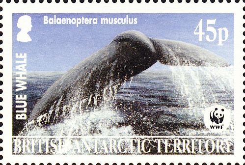 Balaenoptera musculus Balaenoptera musculus