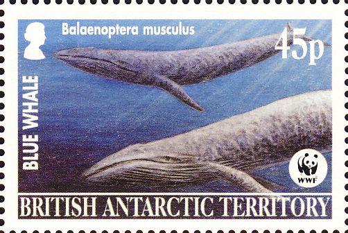 Balaenoptera musculus Balaenoptera musculus