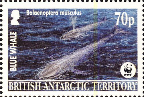 Balaenoptera musculus Balaenoptera musculus