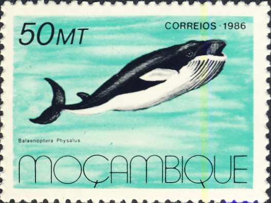 Balaenoptera physalus Balaenoptera physalus