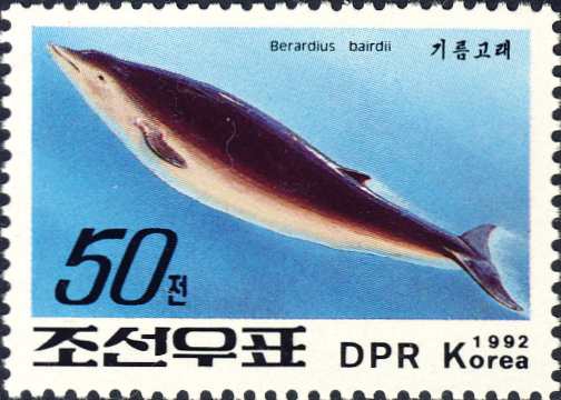 Berardius bairdii Berardius bairdii
