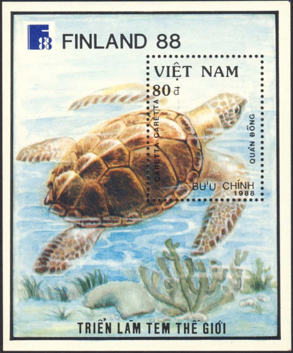Caretta caretta Caretta caretta