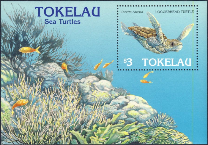 Caretta caretta Caretta caretta